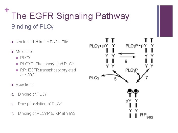 + The EGFR Signaling Pathway Binding of PLCγ n Not Included in the BNGL