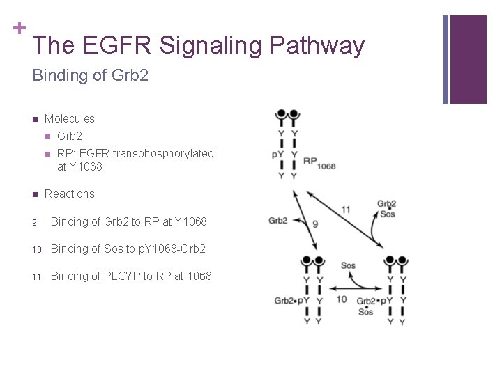 + The EGFR Signaling Pathway Binding of Grb 2 n n Molecules n Grb