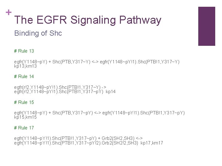 + The EGFR Signaling Pathway Binding of Shc # Rule 13 egfr(Y 1148~p. Y)