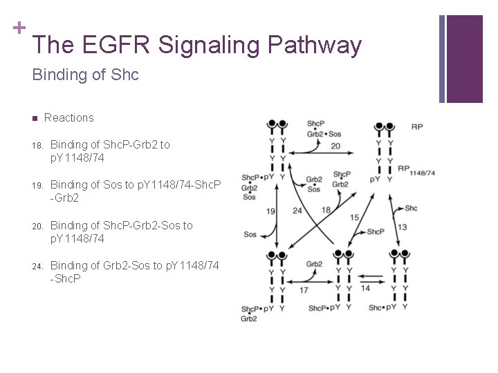 + The EGFR Signaling Pathway Binding of Shc n Reactions 18. Binding of Shc.