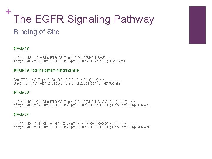 + The EGFR Signaling Pathway Binding of Shc # Rule 18 egfr(Y 1148~p. Y)