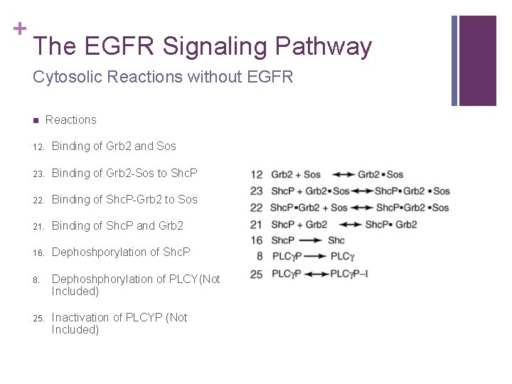 + The EGFR Signaling Pathway Cytosolic Reactions without EGFR n Reactions 12. Binding of