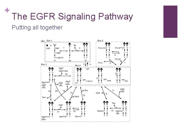 + The EGFR Signaling Pathway Putting all together 