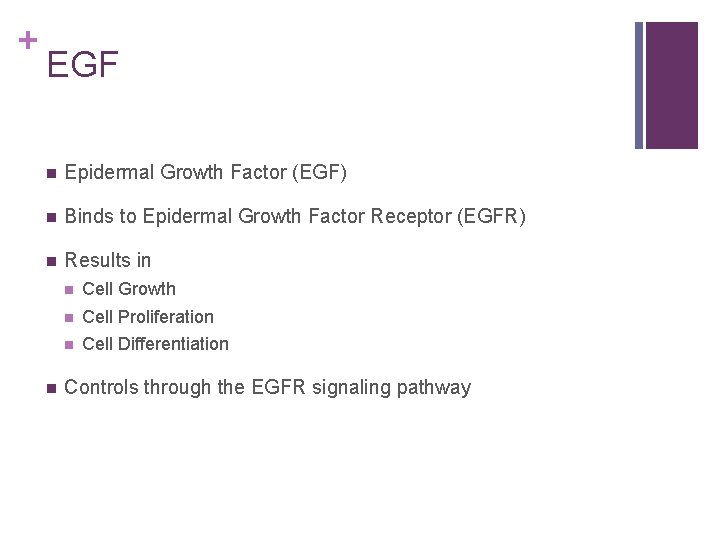 + EGF n Epidermal Growth Factor (EGF) n Binds to Epidermal Growth Factor Receptor