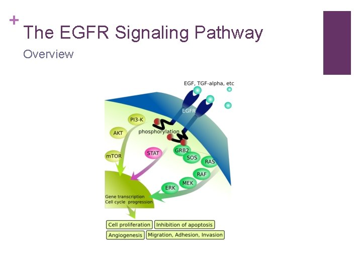 + The EGFR Signaling Pathway Overview 