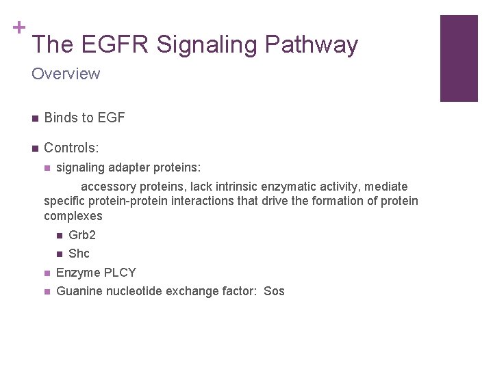 + The EGFR Signaling Pathway Overview n Binds to EGF n Controls: n signaling