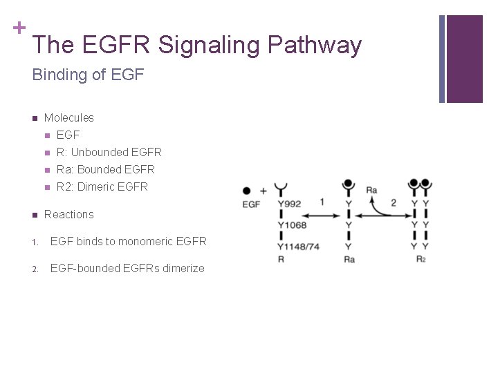 + The EGFR Signaling Pathway Binding of EGF n n Molecules n EGF n