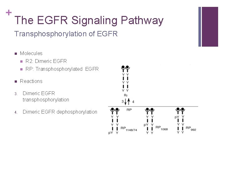 + The EGFR Signaling Pathway Transphorylation of EGFR n n Molecules n R 2: