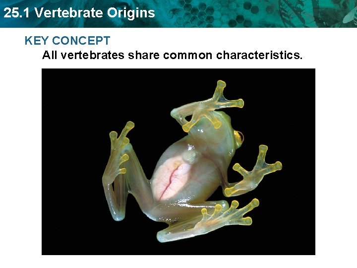 25. 1 Vertebrate Origins KEY CONCEPT All vertebrates share common characteristics. 