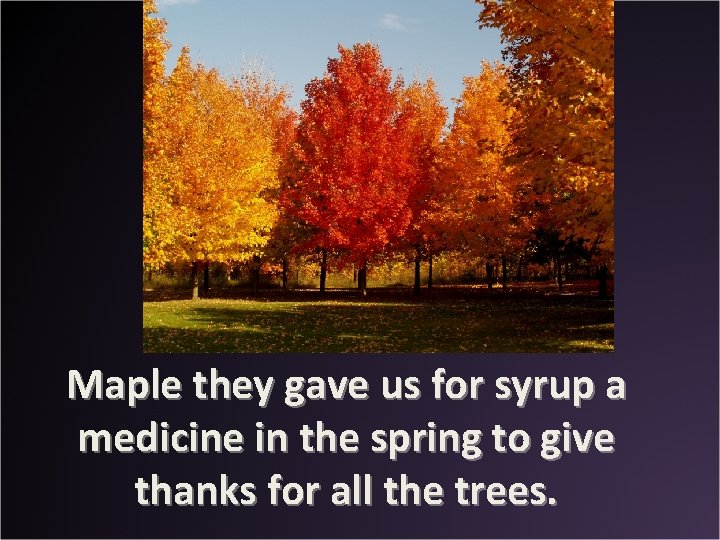 Maple they gave us for syrup a medicine in the spring to give thanks