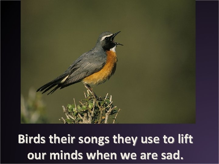 Birds their songs they use to lift our minds when we are sad. 