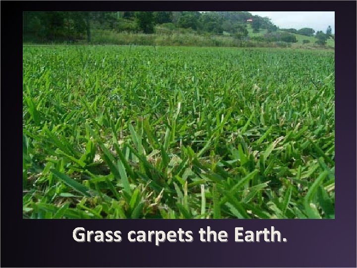 Grass carpets the Earth. 