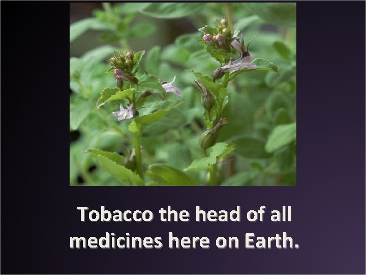 Tobacco the head of all medicines here on Earth. 