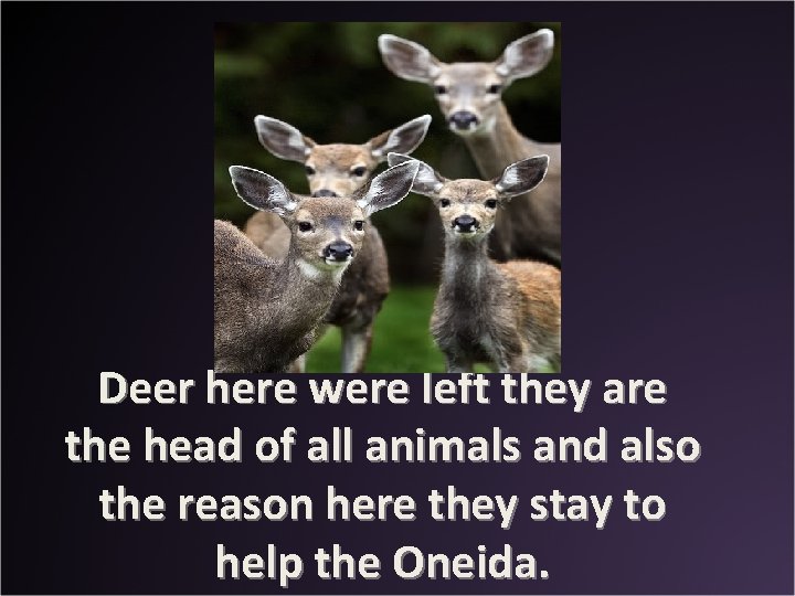 Deer here were left they are the head of all animals and also the