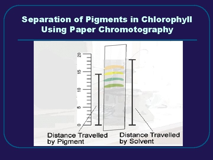 Separation of Pigments in Chlorophyll Using Paper Chromotography 