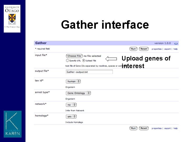 Gather interface Upload genes of interest 