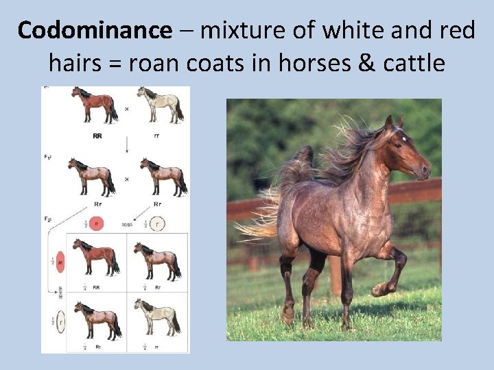 Codominance – mixture of white and red hairs = roan coats in horses &
