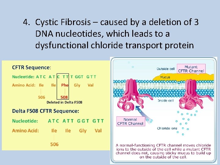 4. Cystic Fibrosis – caused by a deletion of 3 DNA nucleotides, which leads