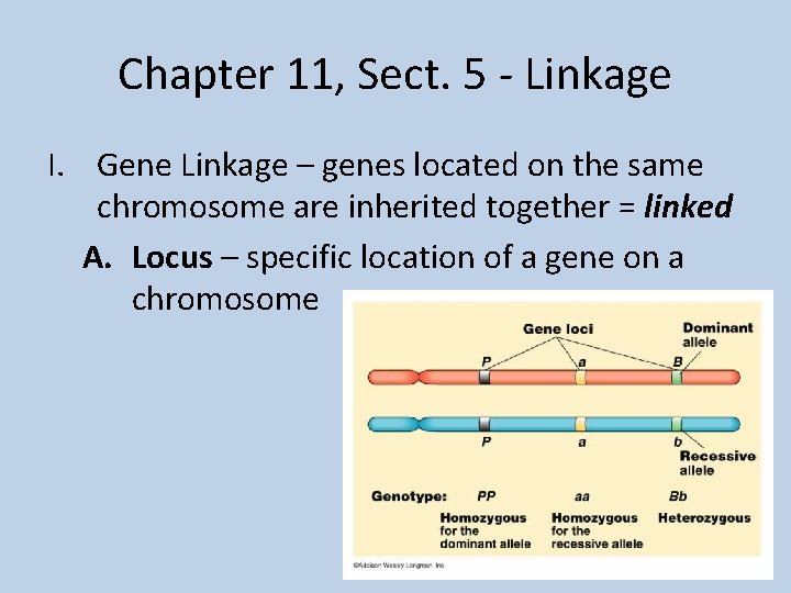 Chapter 11, Sect. 5 - Linkage I. Gene Linkage – genes located on the