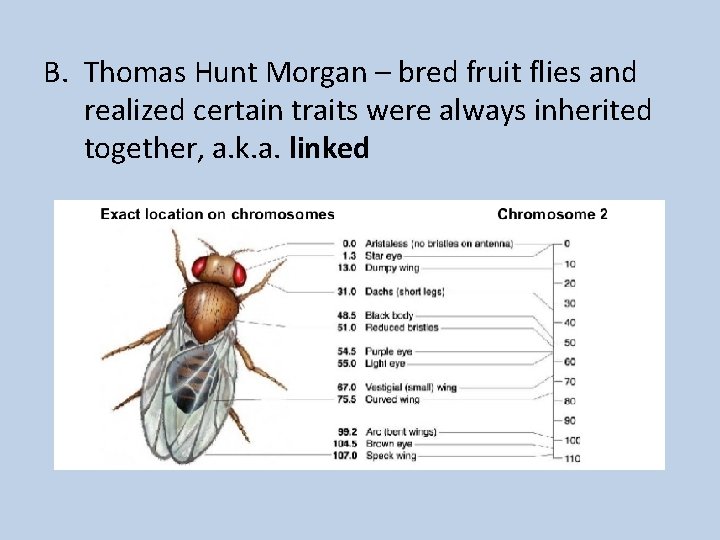 B. Thomas Hunt Morgan – bred fruit flies and realized certain traits were always