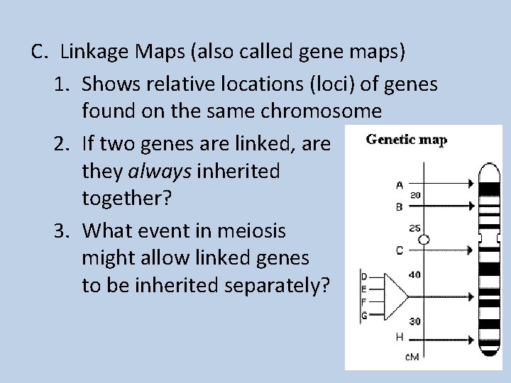 C. Linkage Maps (also called gene maps) 1. Shows relative locations (loci) of genes