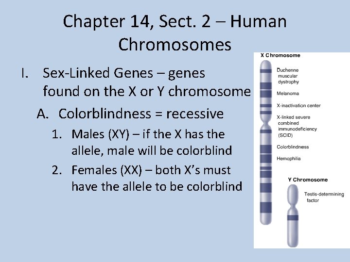 Chapter 14, Sect. 2 – Human Chromosomes I. Sex-Linked Genes – genes found on