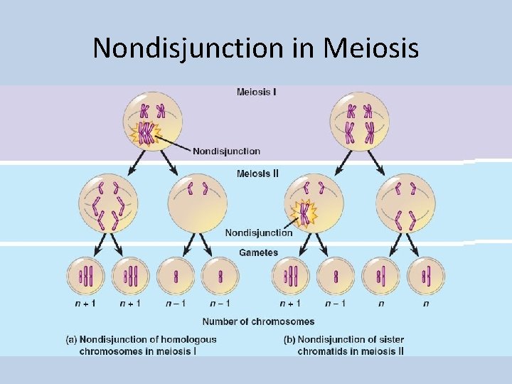 Nondisjunction in Meiosis 