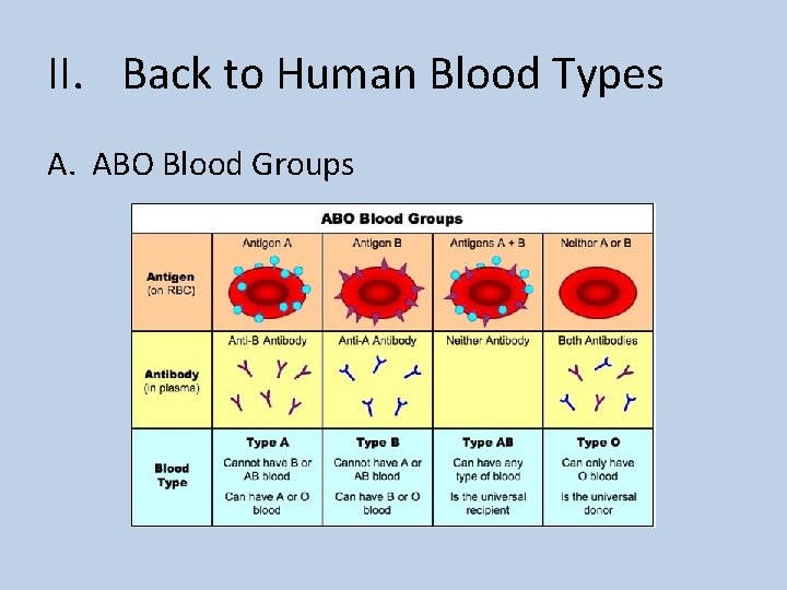 II. Back to Human Blood Types A. ABO Blood Groups 