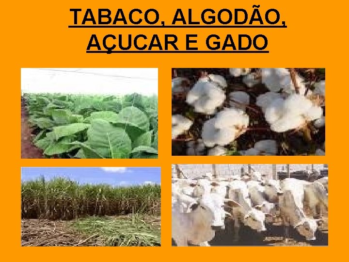 TABACO, ALGODÃO, AÇUCAR E GADO 