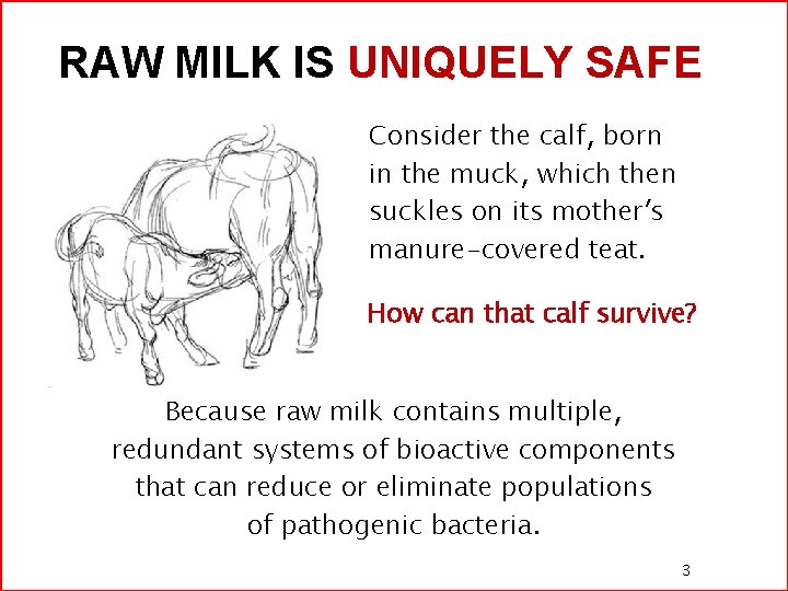 RAW MILK IS UNIQUELY SAFE Consider the calf, born in the muck, which then