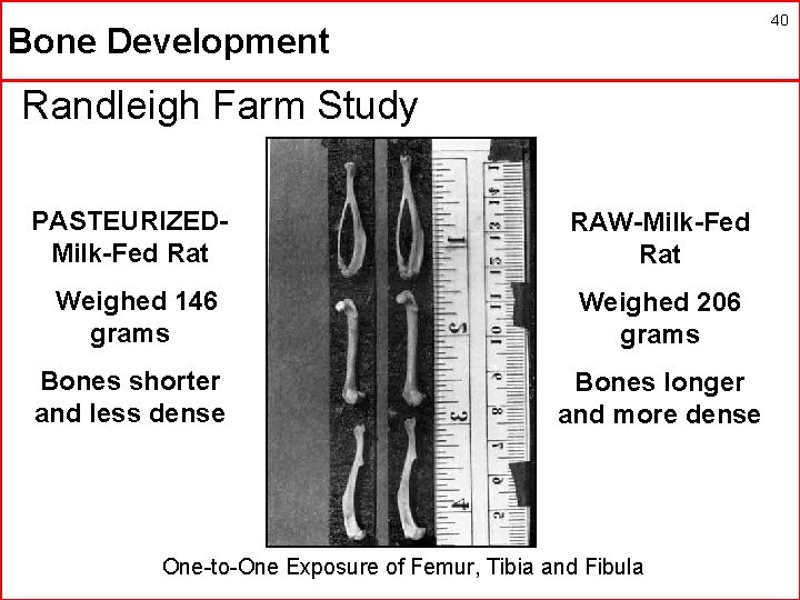 40 Bone Development Randleigh Farm Study PASTEURIZEDMilk-Fed Rat RAW-Milk-Fed Rat Weighed 146 grams Weighed