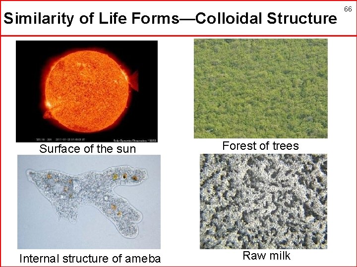 Similarity of Life Forms—Colloidal Structure Surface of the sun Internal structure of ameba Forest