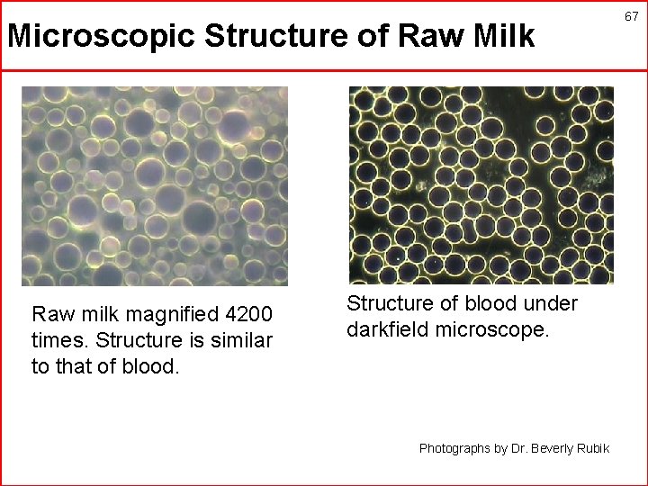 Microscopic Structure of Raw Milk Raw milk magnified 4200 times. Structure is similar to