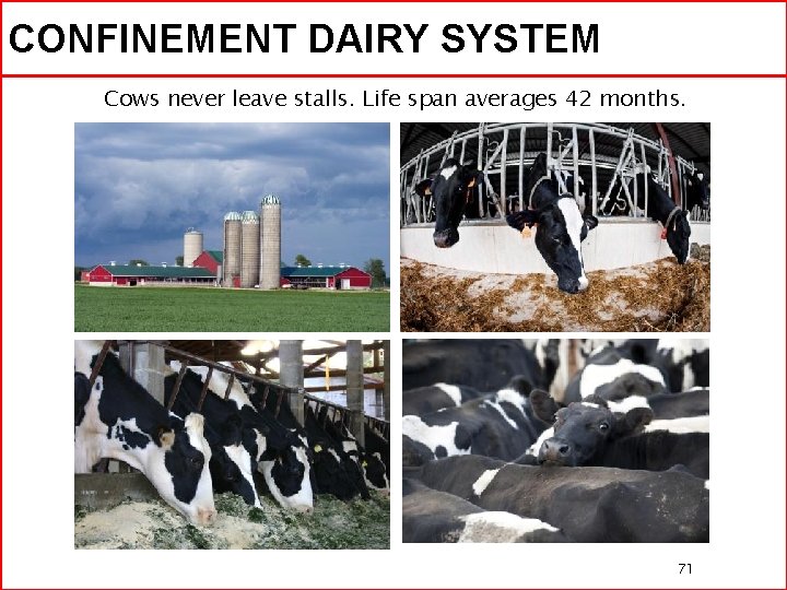 CONFINEMENT DAIRY SYSTEM Cows never leave stalls. Life span averages 42 months. 71 