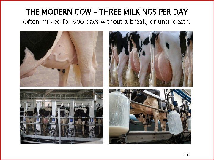 THE MODERN COW – THREE MILKINGS PER DAY Often milked for 600 days without