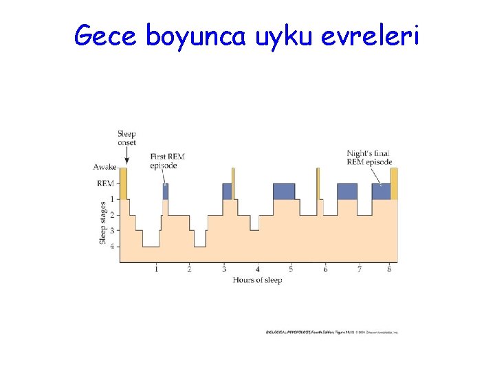 Gece boyunca uyku evreleri 