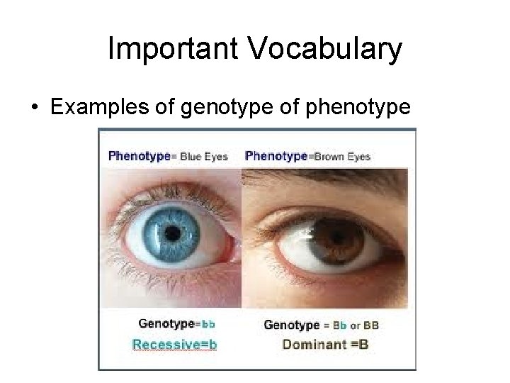 Important Vocabulary • Examples of genotype of phenotype 