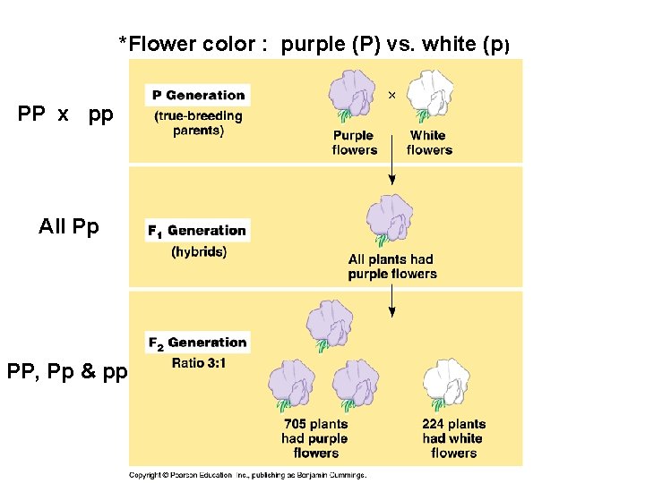 *Flower color : purple (P) vs. white (p) PP x pp All Pp PP,