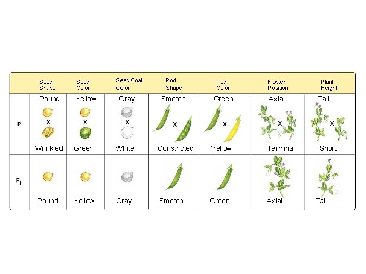 Figure 11 -3 Mendel’s Seven F 1 Crosses on Pea Plants Section 11 -1