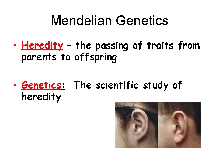 Mendelian Genetics • Heredity – the passing of traits from parents to offspring •