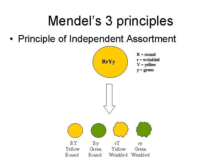 Mendel’s 3 principles • Principle of Independent Assortment Rr. Yy RY Yellow Round Ry