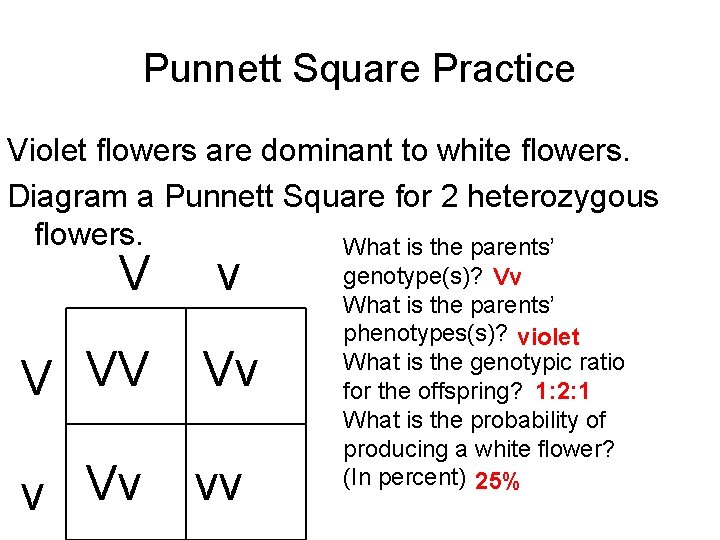 Punnett Square Practice Violet flowers are dominant to white flowers. Diagram a Punnett Square