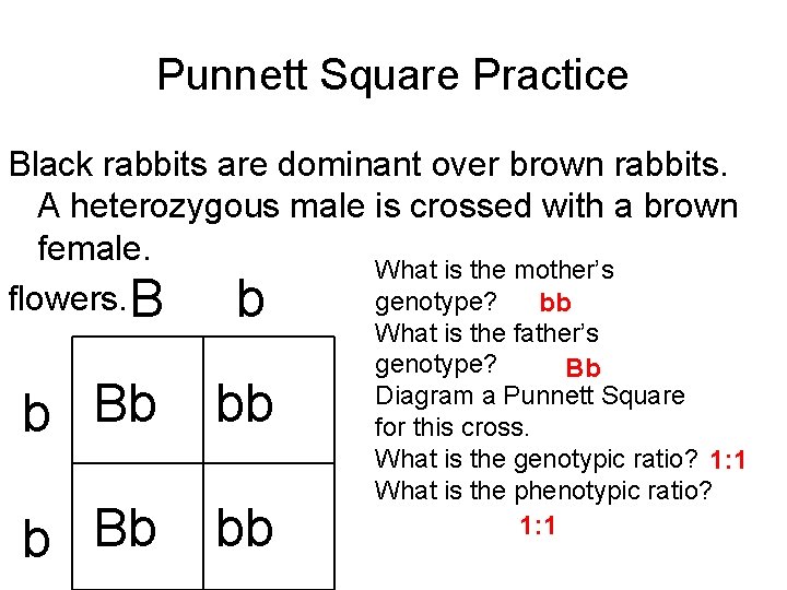 Punnett Square Practice Black rabbits are dominant over brown rabbits. A heterozygous male is