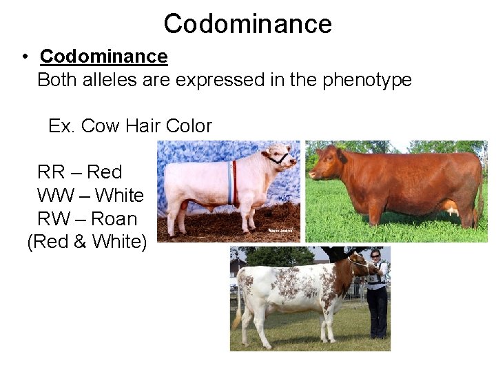 Codominance • Codominance Both alleles are expressed in the phenotype Ex. Cow Hair Color