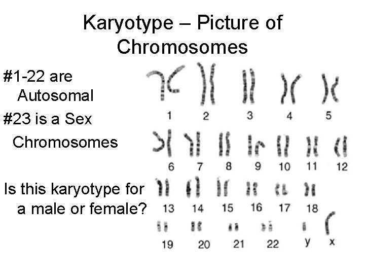 Karyotype – Picture of Chromosomes #1 -22 are Autosomal #23 is a Sex Chromosomes