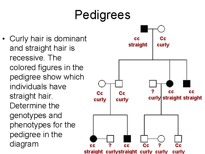 Pedigrees • Curly hair is dominant and straight hair is recessive. The colored figures