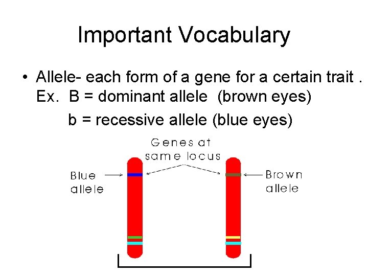 Important Vocabulary • Allele- each form of a gene for a certain trait. Ex.