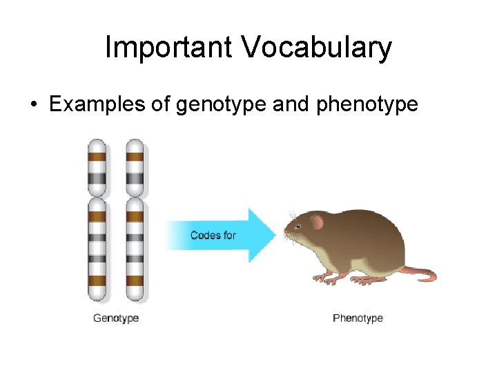 Important Vocabulary • Examples of genotype and phenotype 