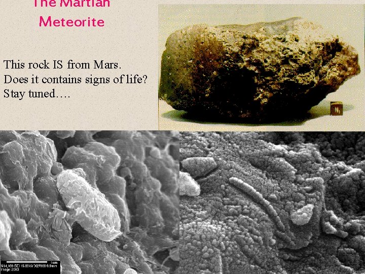 The Martian Meteorite This rock IS from Mars. Does it contains signs of life?