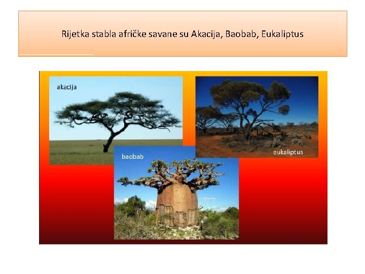 Rijetka stabla afričke savane su Akacija, Baobab, Eukaliptus 